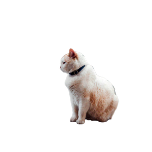 A Serene Cat Sits In A Cozy Library In Mexico City, Surrounded By Bookshelves. 15302 - Cat PNG image with transparent background